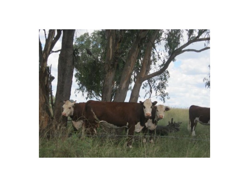 . “Pretoria Park”, Delungra NSW 2403