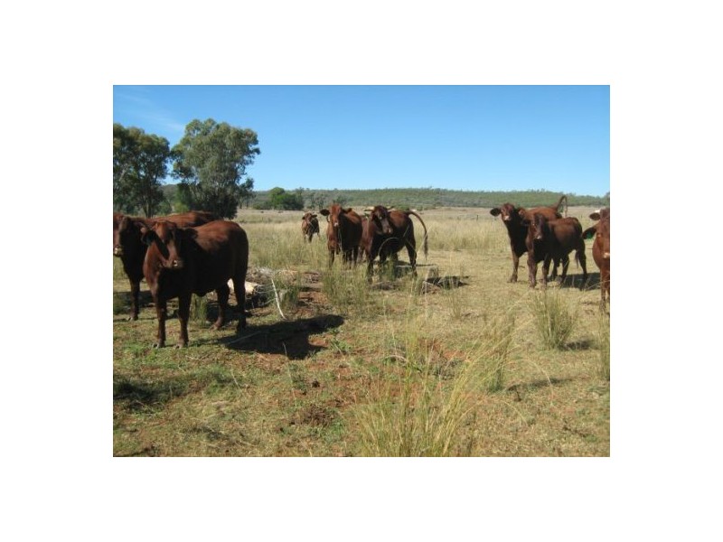 “Belleville”, Biniguy NSW 2399