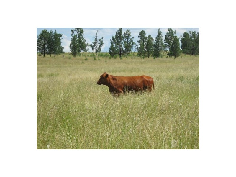 Gee Bung, Gravesend NSW 2401