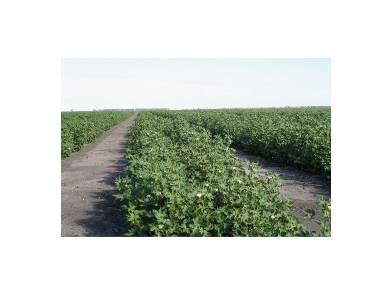 “Avroe”, Moree NSW 2400