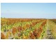 “Avroe”, Moree NSW 2400