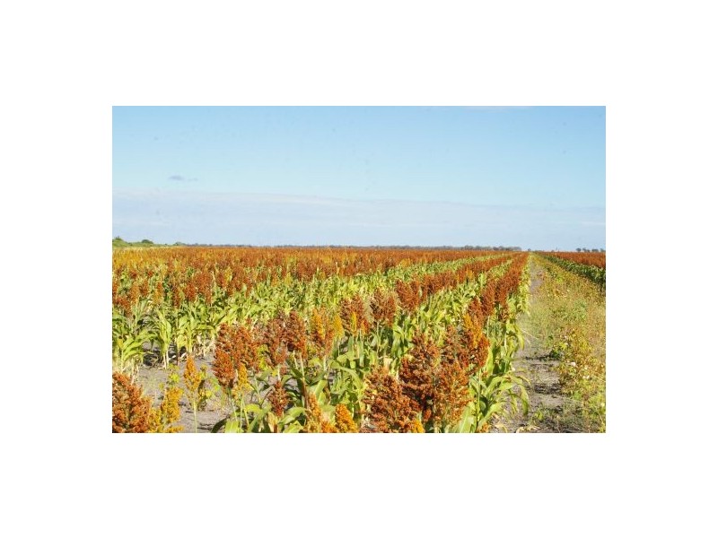 “Avroe”, Moree NSW 2400