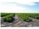 “Avroe”, Moree NSW 2400