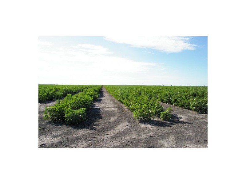 “Avroe”, Moree NSW 2400
