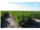 “Avroe”, Moree NSW 2400