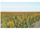 “Avroe”, Moree NSW 2400