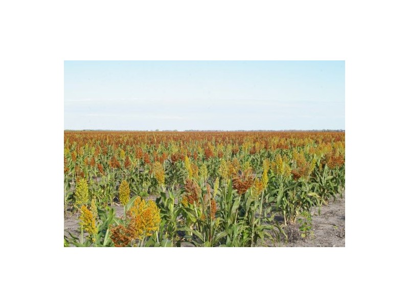 “Avroe”, Moree NSW 2400