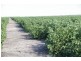 “Avroe”, Moree NSW 2400