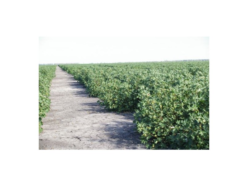 “Avroe”, Moree NSW 2400