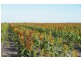 “Avroe”, Moree NSW 2400