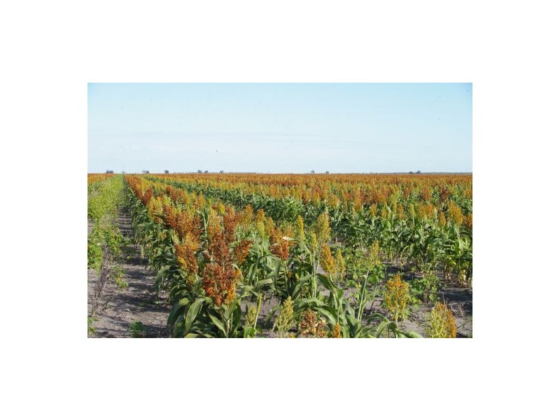 “Avroe”, Moree NSW 2400