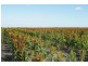 “Avroe”, Moree NSW 2400