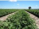 “Kay Six”, Moree NSW 2400