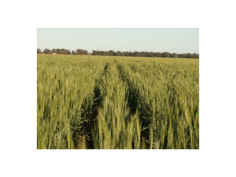 “Nerang”, Moree NSW 2400