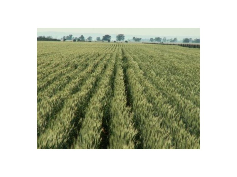 “Nerang”, Moree NSW 2400