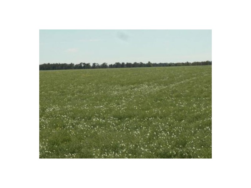 “Nerang”, Moree NSW 2400