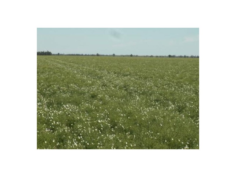 “Nerang”, Moree NSW 2400