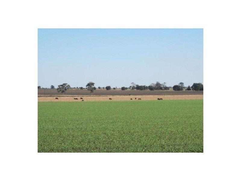 “Golonga”, Croppa Creek NSW 2411