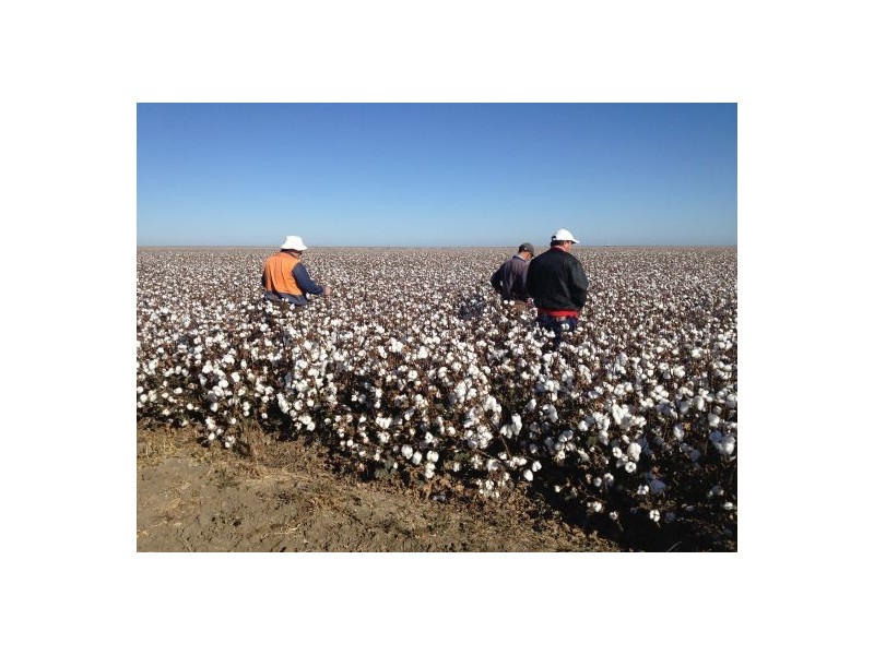 “Ravensworth South”, Hay NSW 2711