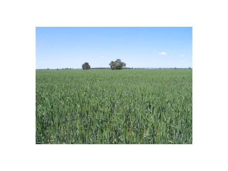 . “Fairfield”, Moree NSW 2400