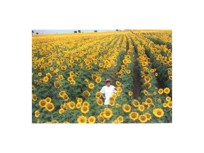 . “Fairfield”, Moree NSW 2400