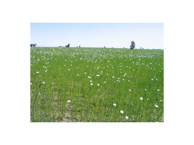 . “Fairfield”, Moree NSW 2400