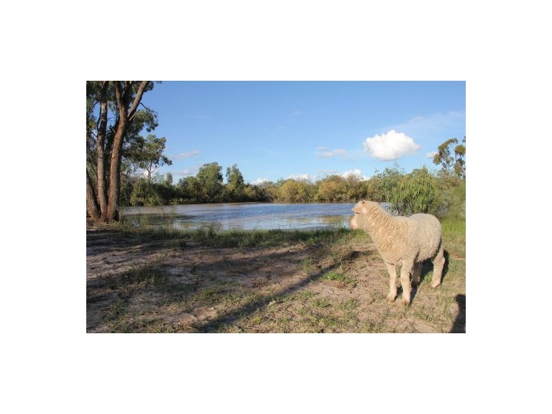 West Ginibri, Thallon QLD 4497