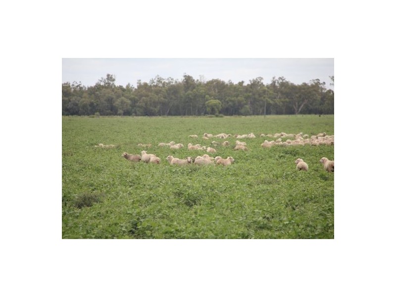 West Ginibri, Thallon QLD 4497