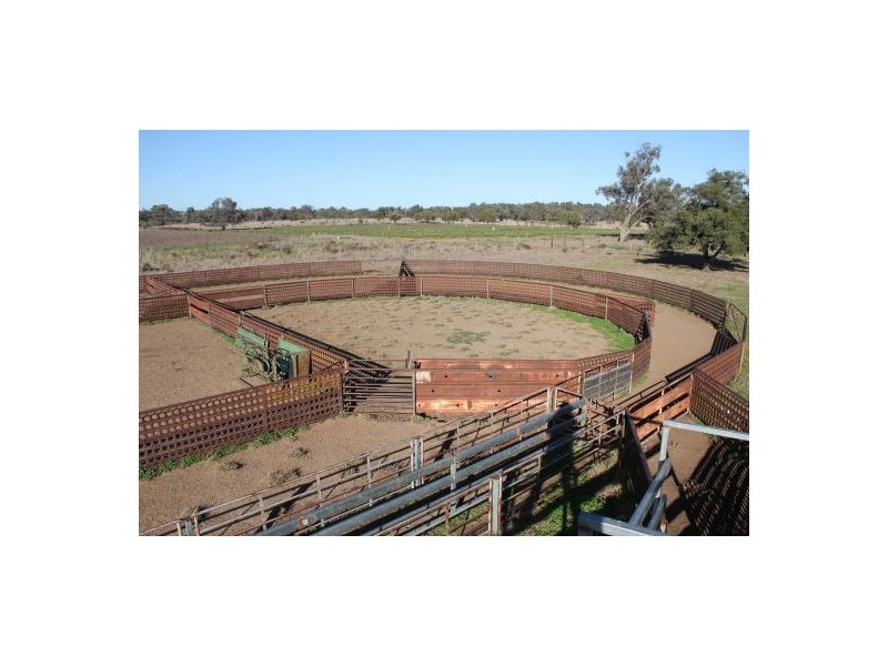 West Ginibri, Thallon QLD 4497