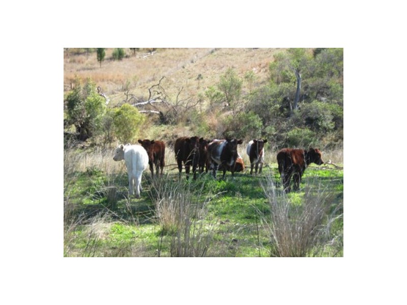 “Morella” & “Glenroy”, Bingara NSW 2404