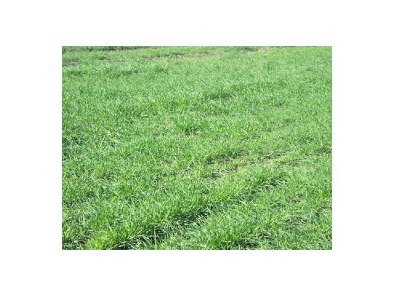 “Greenvale”, Gurley NSW 2398