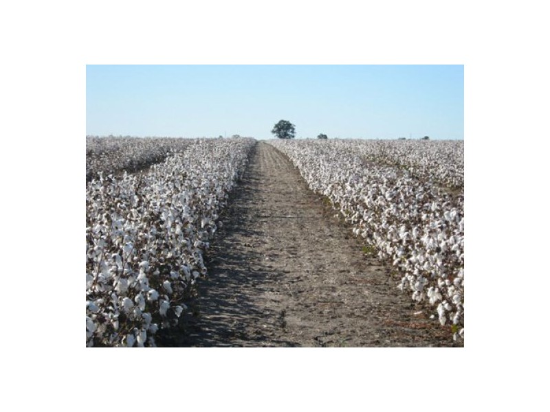 “Greenvale”, Gurley NSW 2398