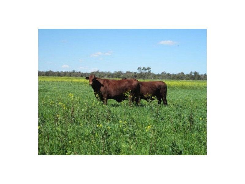 “Minnamurra” & “Calgary”, Collarenebri NSW 2833