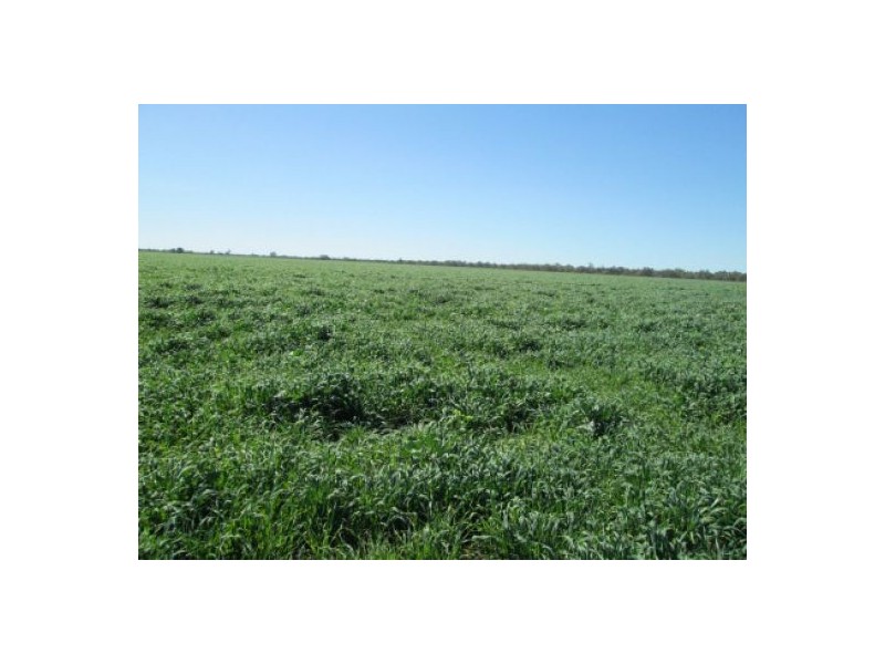 “Minnamurra” & “Calgary”, Collarenebri NSW 2833