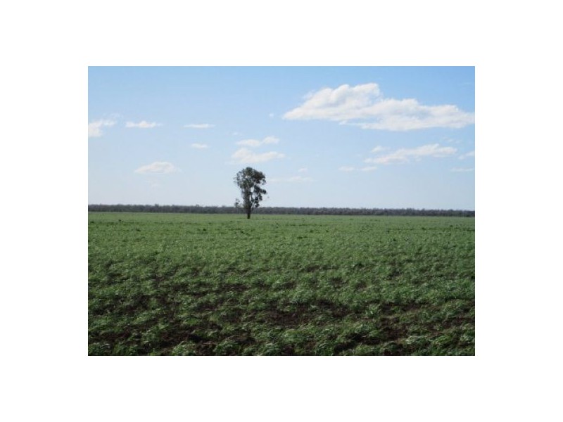 “Minnamurra” & “Calgary”, Collarenebri NSW 2833