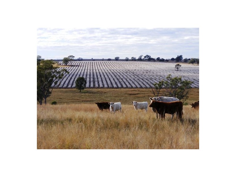 “Aramac”, Warialda NSW 2402