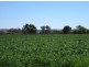 “Aramac”, Warialda NSW 2402