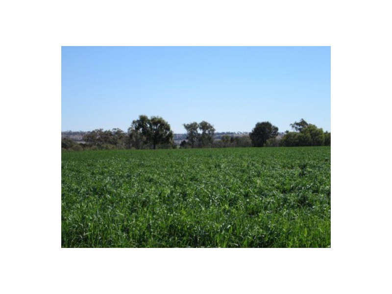 “Aramac”, Warialda NSW 2402
