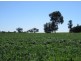 “Aramac”, Warialda NSW 2402