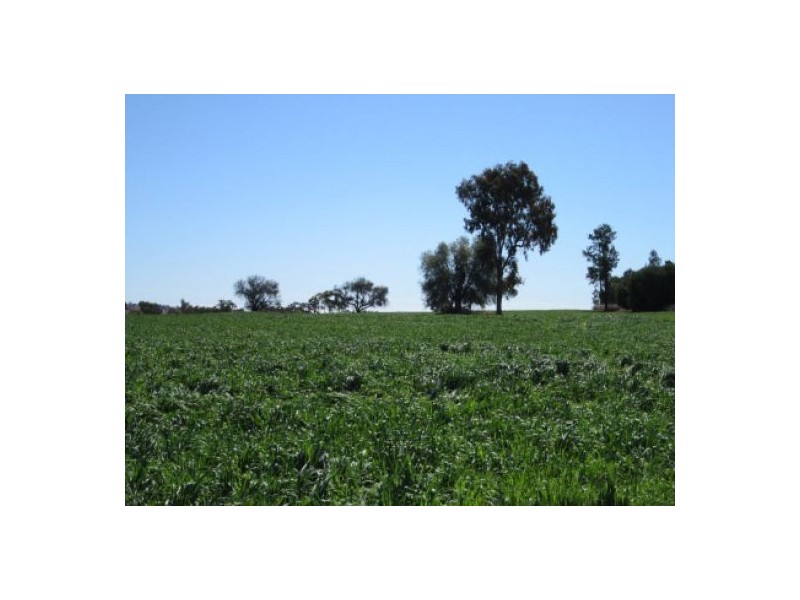 “Aramac”, Warialda NSW 2402