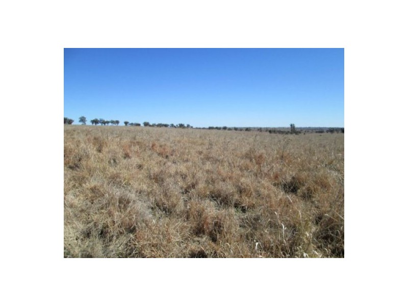“Aramac”, Warialda NSW 2402
