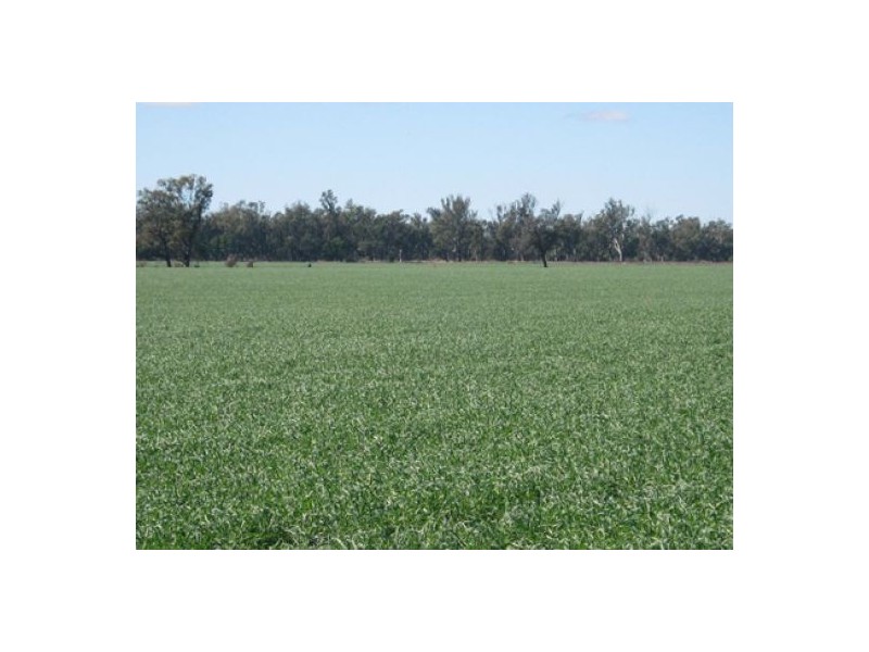 “Long Creek”, Pallamallawa NSW 2399