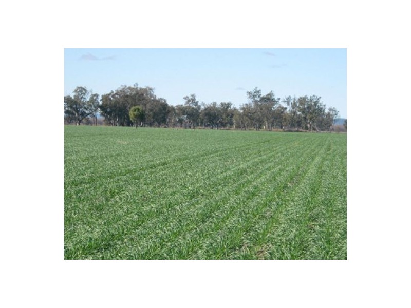 “Long Creek”, Pallamallawa NSW 2399