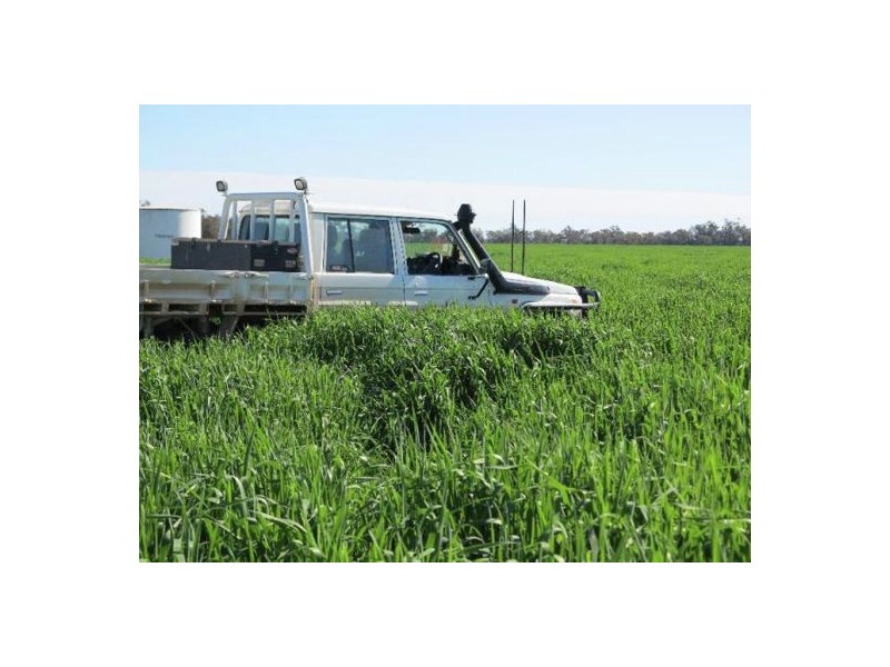 “Kelvington”, Mungindi NSW 2406