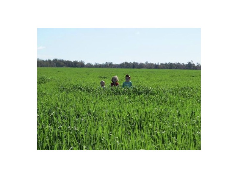 “Kelvington”, Mungindi NSW 2406