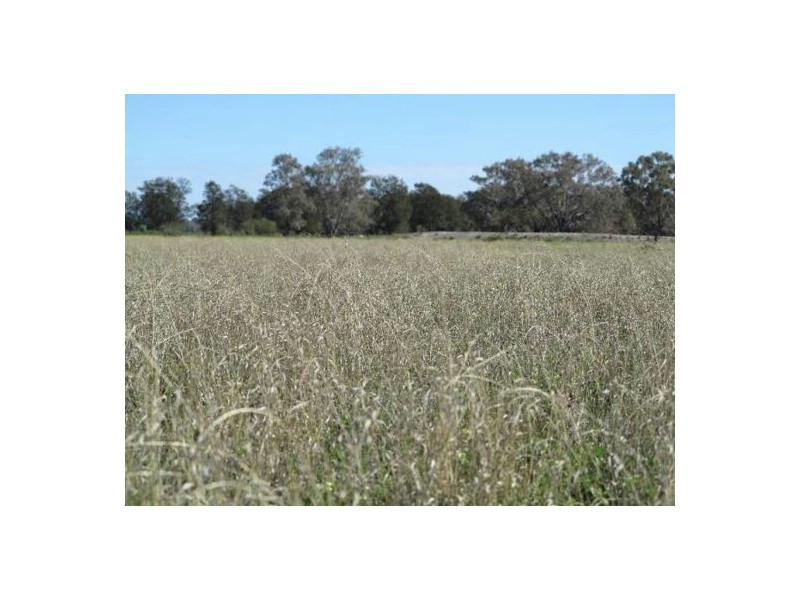 “Kelvington”, Mungindi NSW 2406