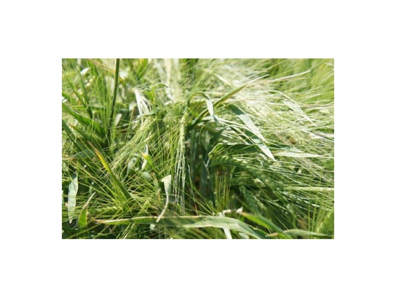 “Welcannah”, Moree NSW 2400