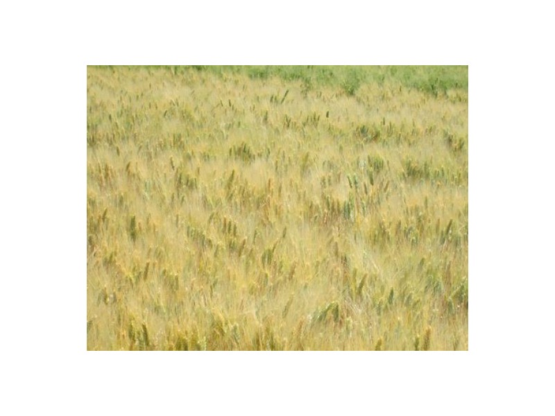 “Blue Poles”, Bellata NSW 2397