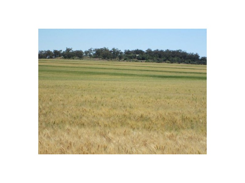 “Blue Poles”, Bellata NSW 2397