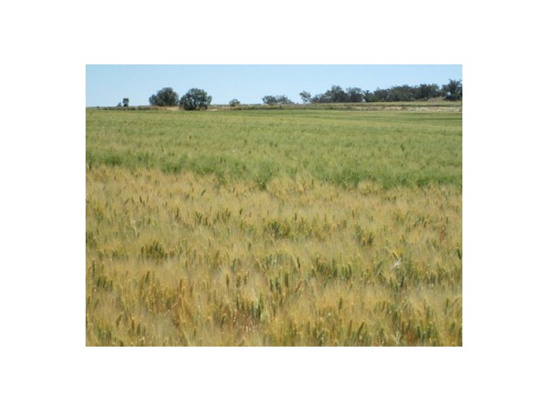 “Blue Poles”, Bellata NSW 2397